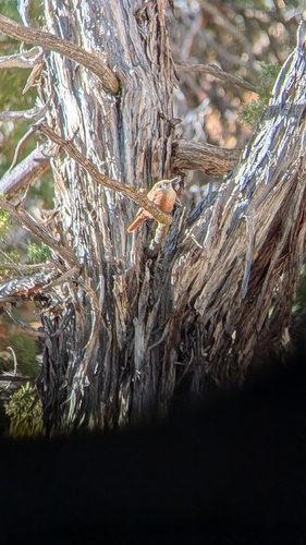 Canyon Wren