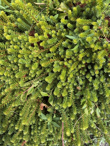 crowberries