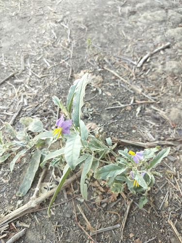 silverleaf nightshade