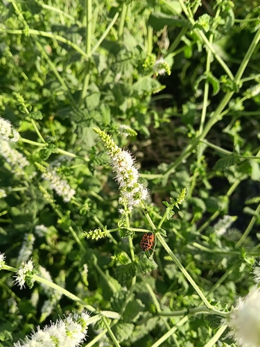 cruciferous bug