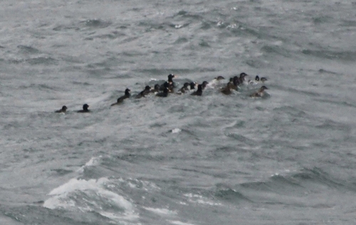 Surf Scoter