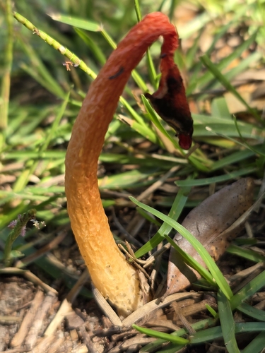 Wrinkly Stinkhorn