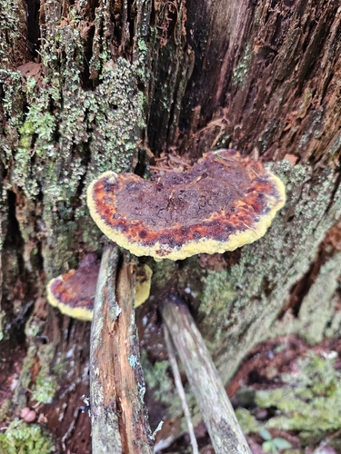 Phaeolus hispidoides
