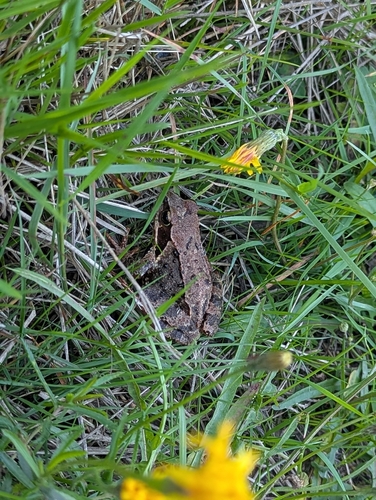European Common Frog