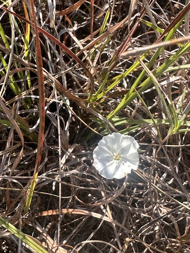 silky evolvulus