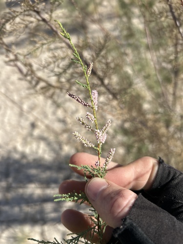 Five-stamen Tamarisk