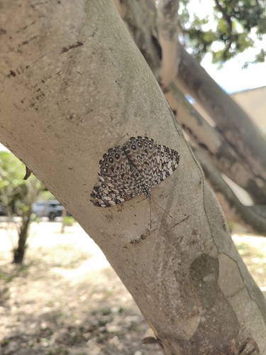 Variable Cracker