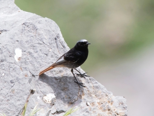 Black Redstart
