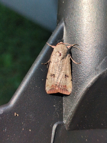 Green Cutworm Moth