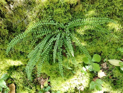 maidenhair spleenwort