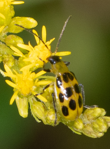 Spotted Cucumber Beetle