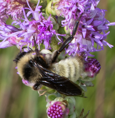 American Bumble Bee