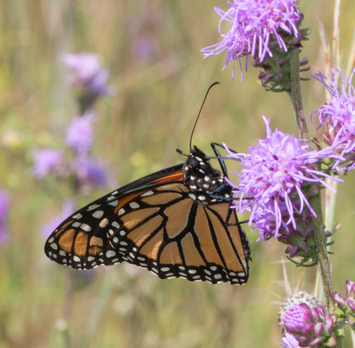 Monarch