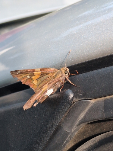 Silver-spotted Skipper