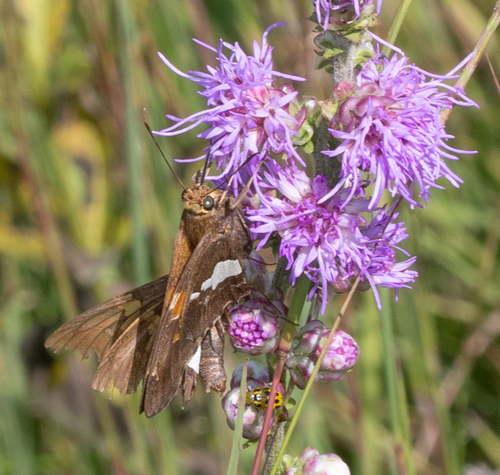 Silver-spotted Skipper