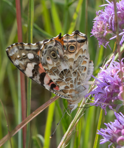 Painted Lady