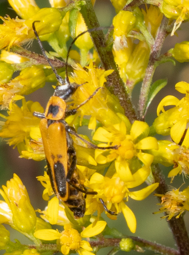 Goldenrod Soldier Beetle