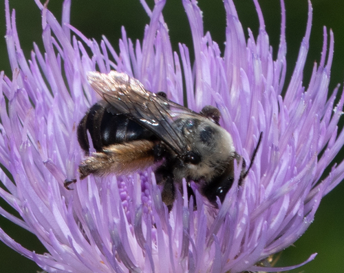 Eastern Thistle Longhorn Bee