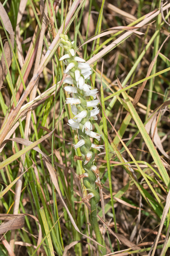 Sphinx ladies’ tresses