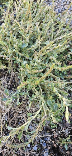 procumbent pigweed