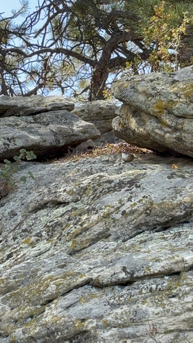 Canyon Wren