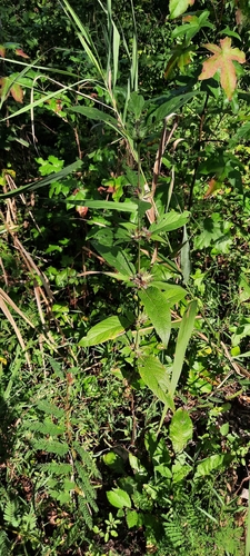 smooth ruellia