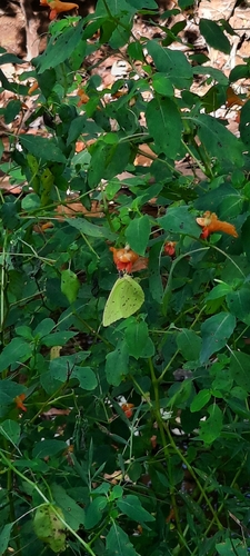Cloudless Sulphur
