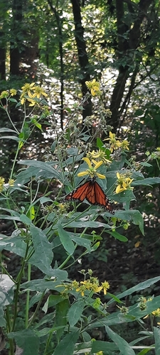 Monarch