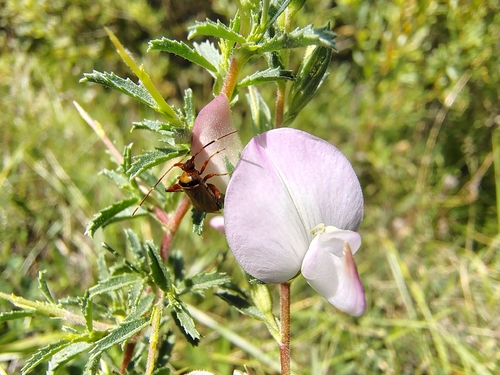 Spiny restharrow