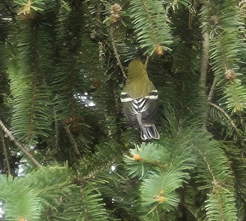 Bay-breasted Warbler