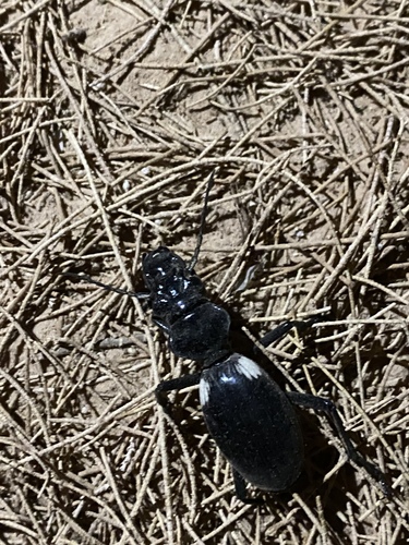 Anthia venator