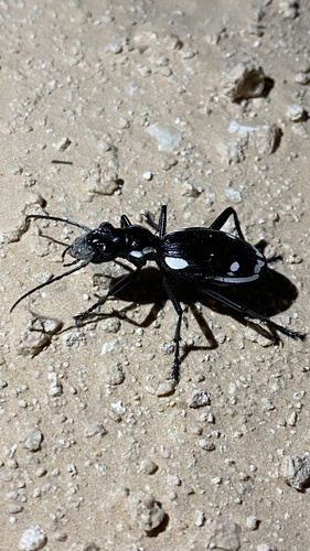 Anthia sexmaculata