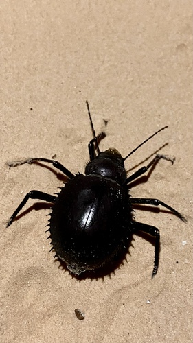 Urchin Beetle
