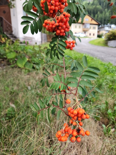 European mountain ash