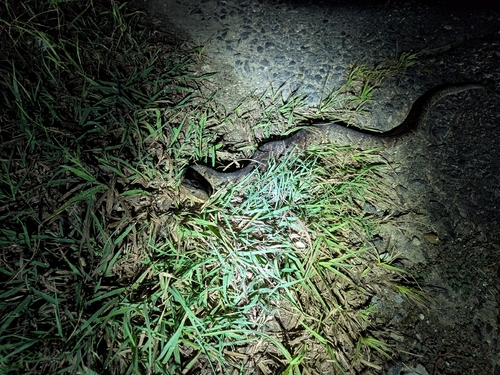 Northern Cottonmouth