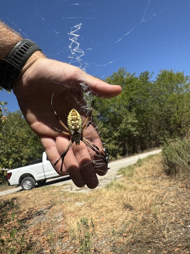 Yellow Garden Spider