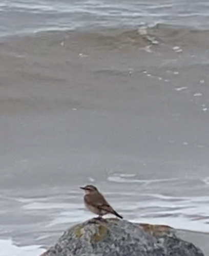 Northern Wheatear