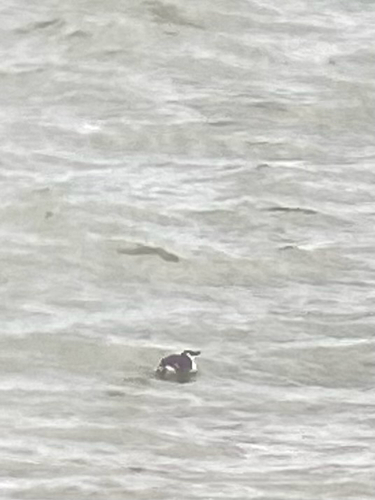 Razorbill