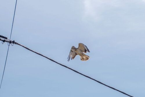 Common Buzzard