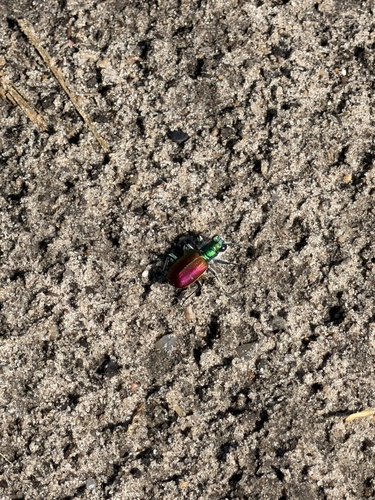 Festive Tiger Beetle