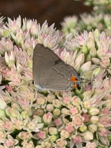 Gray Hairstreak
