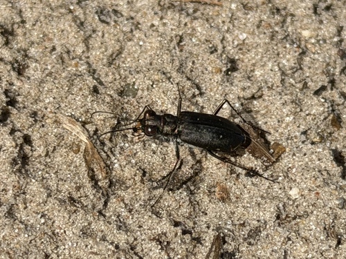Punctured Tiger Beetle