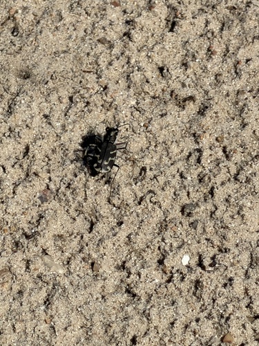 Oblique-lined Tiger Beetle