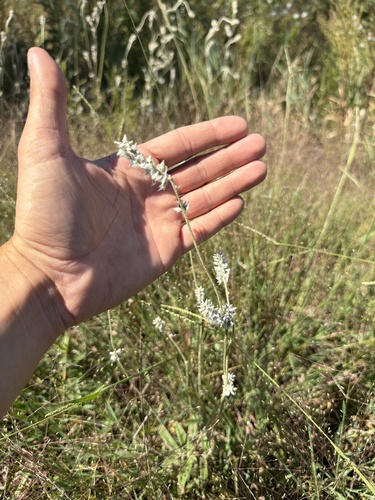 Plains Snakecotton