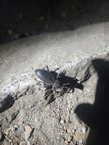 iNaturalist observation photo of Desert Stink Beetles