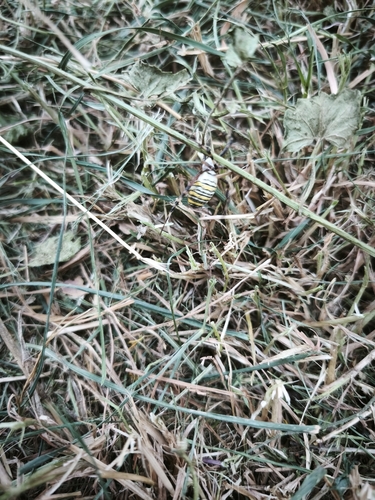 Wasp Spider