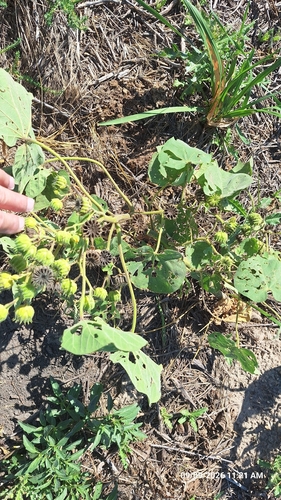 velvetleaf