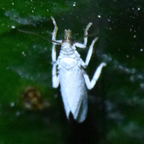 Semidalis
