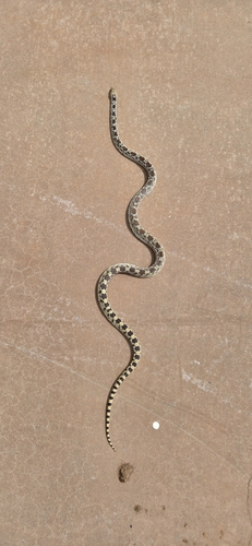 Gopher Snake