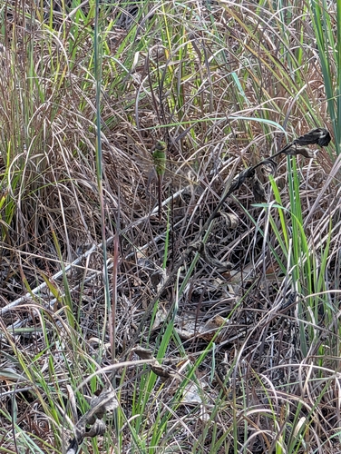 Common Green Darner